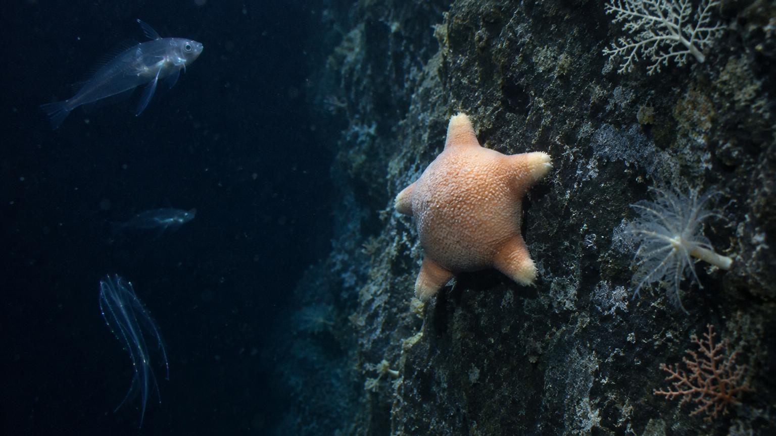 Une « étoile de mer à gros derrière » et des dizaines d'espèces jamais vues filmées à 4 000 mètres de profondeur au large de l'Argentine