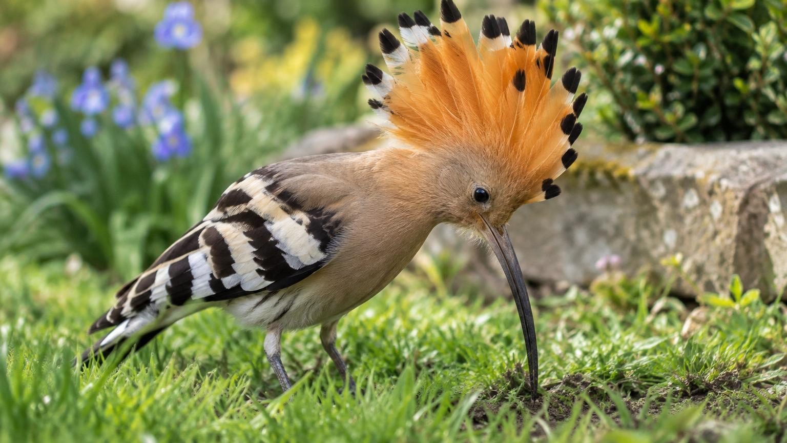 Une huppe fasciée se pose dans votre jardin : ce que sa visite révèle sur la santé de votre sol