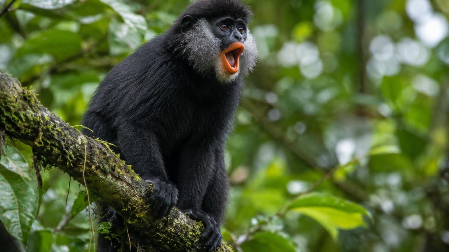Une nouvelle espèce de singe découverte au Congo : ses lèvres sont orange et son cri ressemble à un rugissement